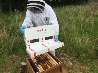 Dunting the bees into the hive.