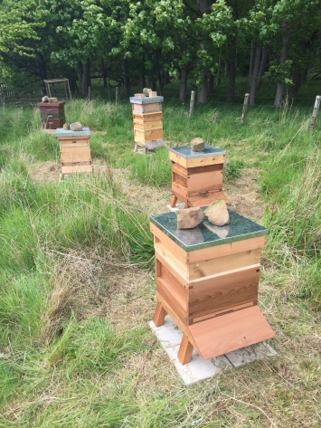 The apiary with 4 live colonies and one empty hive waiting for the Snelgrove split to work.